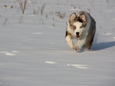 雪地哈士奇雪橇犬图片