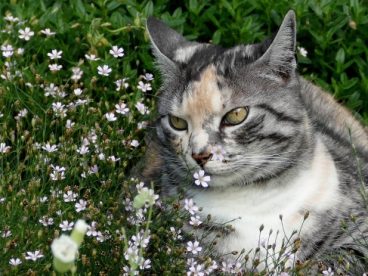 花丛可爱宠物猫图片