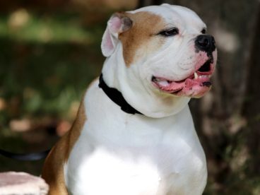 纯种英国斗牛犬图片