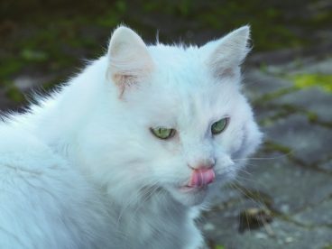 白色宠物小猫图片