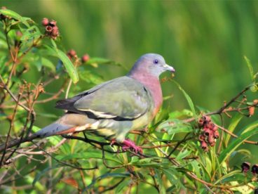野生灰鸽子图片