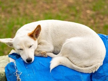 家养白色小狗图片