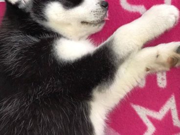 第三天啦，出太阳了但是不能出去玩，快好起来。