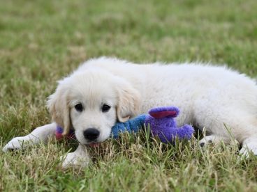 趴在草地上的白色狗狗图片
