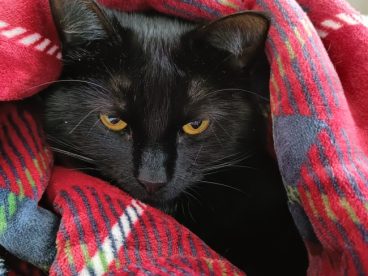 蜷缩在毯子里的黑色小猫图片