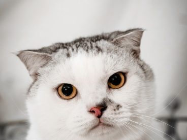 憨态可掬白色喵星人图片