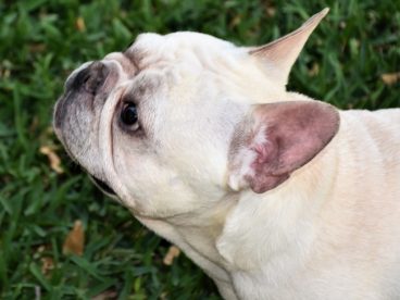 法国斗牛犬狗狗图片