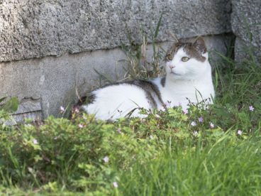 草丛中的小猫图片