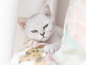 呆萌小猫写真图片