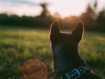 落寞的狗狗背影图片