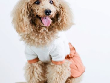 超萌迷你贵宾犬狗狗图片