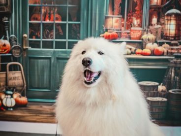 万圣节可爱萨摩耶犬写真图片