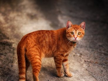 可爱花斑猫图片