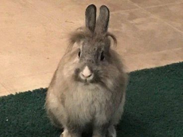 上次发了灰灰粽子后有人提到头发，来个发型合集.自家老王渣兔锡纸烫。看看这俩社会公兔。虽然都没有，因为品种是侏儒狮子兔，本身就脑袋和脖子毛发浓密，但是应该品种不纯，并没有那么像小狮子，所以出现了发型和胡子。