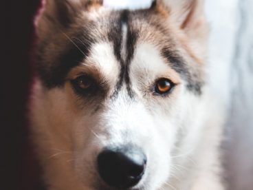 帅气哈士奇雪橇犬图片