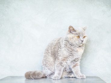 忧郁的灰色猫咪图片