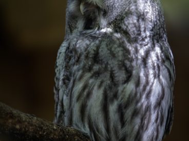 野生大灰猫头鹰摄影图片