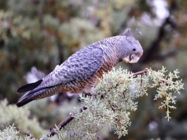 澳大利亚灰色鹦鹉图片