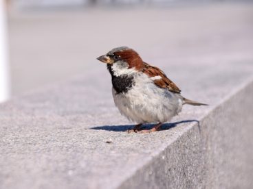一只小麻雀图片