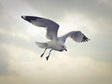 天空飞翔的海鸥图片
