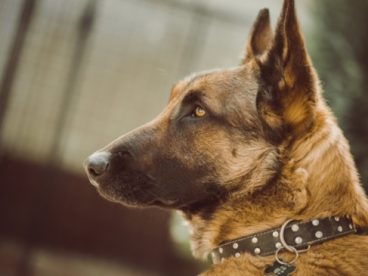纯种德国牧羊犬图片