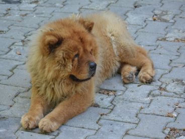 宠物狗松狮犬图片