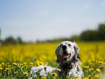 蓝天白云花海狗狗写真摄影图片