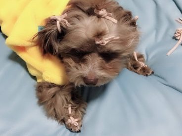 下雨天、超级无聊、只有折腾糖果了、好在他特别乖！任我如何折磨也不知道反抗、可怜的孩子