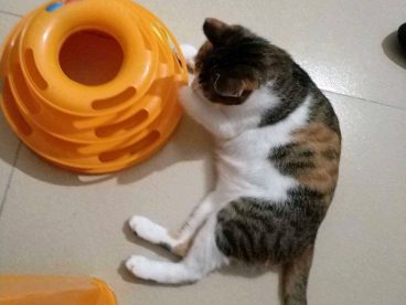 居然玩不腻，天天转，天天玩