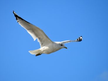 蓝色高空飞翔的白色海鸥图片