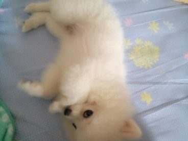 博美尴尬期一到，点点都成小猴子了