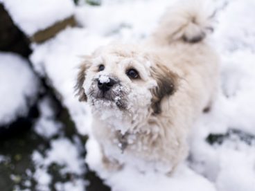 白色可爱狗狗图片