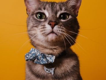 呆萌喵星人图片