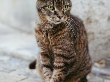 野生虎斑猫摄影图片