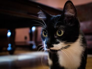 可爱黑色小猫图片