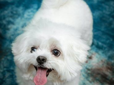 白色可爱贵宾犬摄影图片