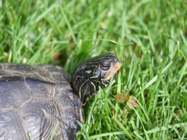 可爱小乌龟AI动画图片