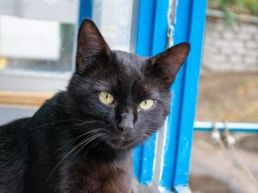 瞪大眼的黑色猫图片