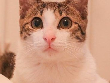 宠物猫, 萌