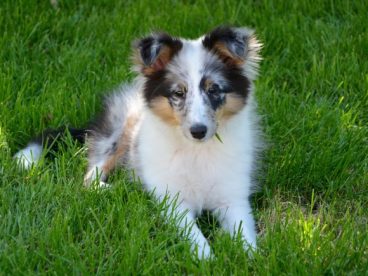 喜乐蒂牧羊犬图片