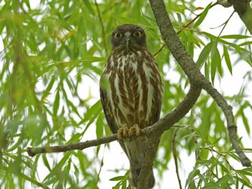 树枝上的猫头鹰图片