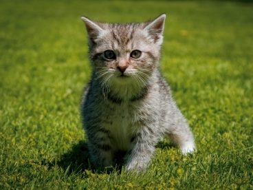 暖春绿色草地可爱小猫图片