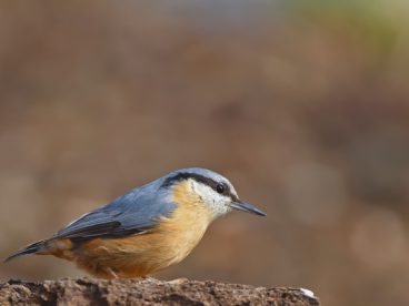 停歇在石头上的五十雀图片