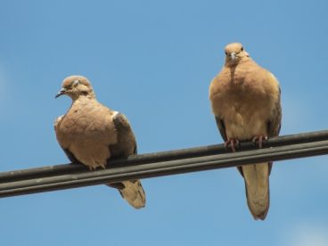 两只灰鸽子图片
