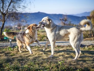 两只中华田园犬打闹图片