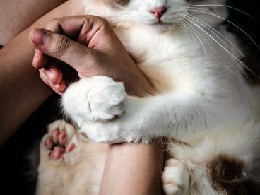 正在小憩的可爱喵星人图片