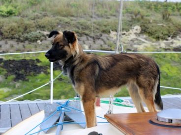 大型宠物狗图片