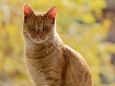 可爱宠物猫咪图片