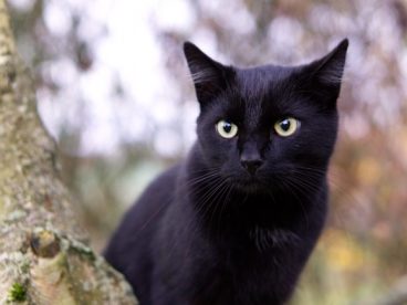 小黑猫摄影素材图片