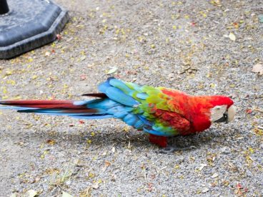 漂亮彩色金刚鹦鹉图片